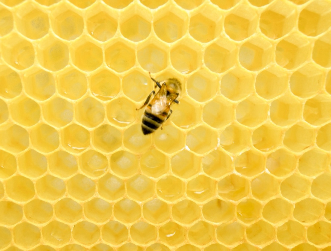 A honey bee walking across bright yellow honeycomb