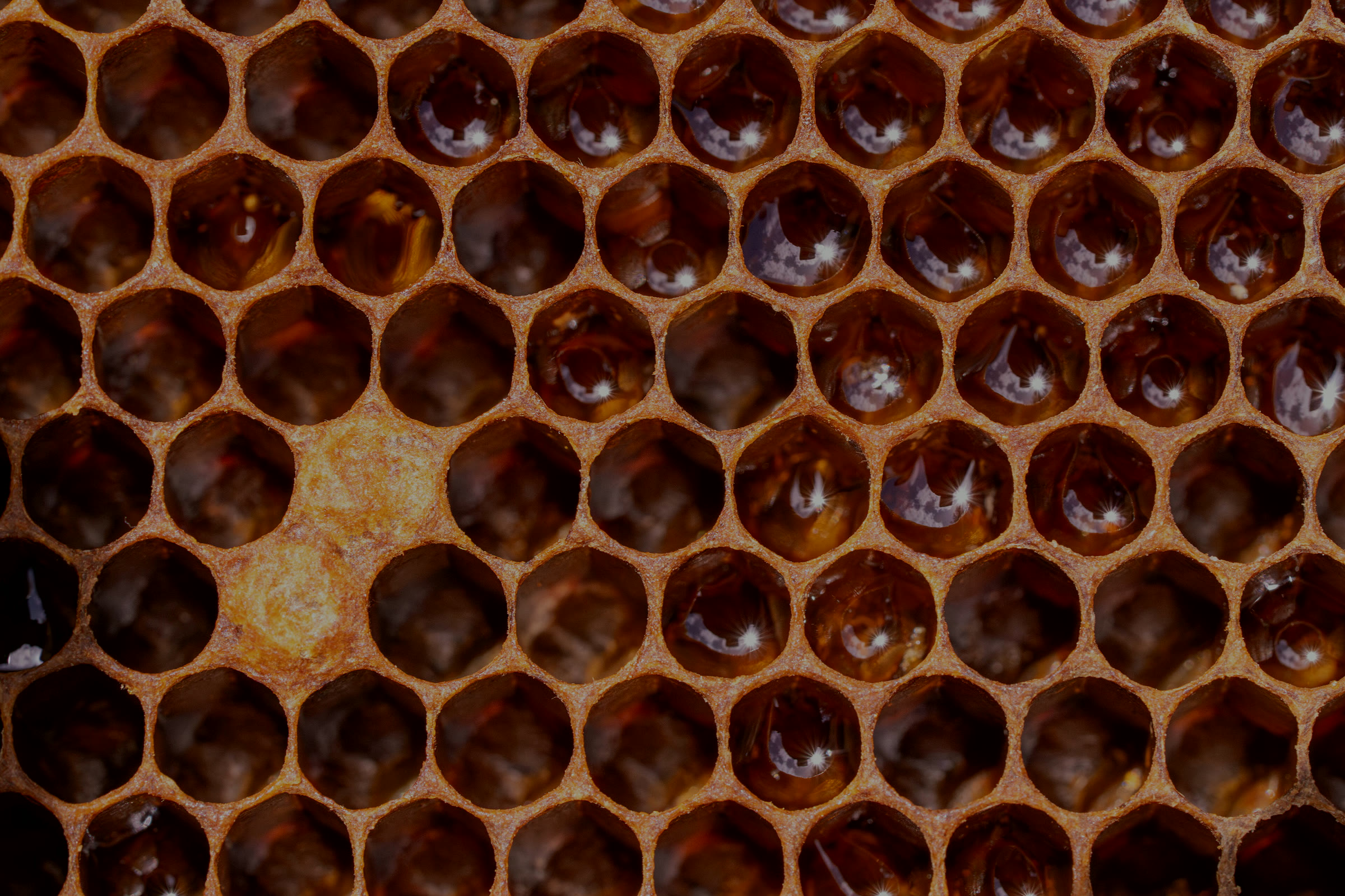 Close-up of honeycomb cells filled with glossy amber honey